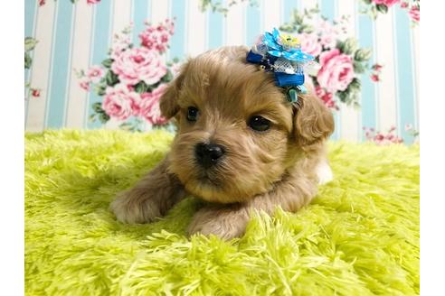 成約済の秋田県のミックス犬-88739の5枚目