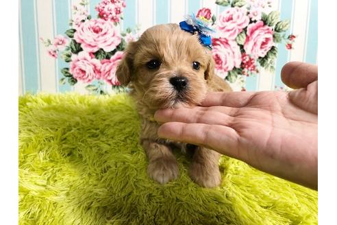 成約済の秋田県のミックス犬-88739の4枚目