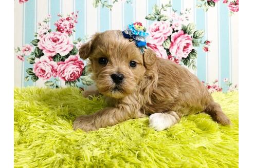 成約済の秋田県のミックス犬-88739の3枚目