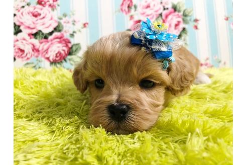 成約済の秋田県のミックス犬-88739の2枚目