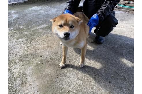 成約済の山梨県の柴犬-88745の4枚目