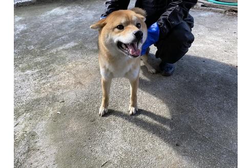 成約済の山梨県の柴犬-88745の3枚目