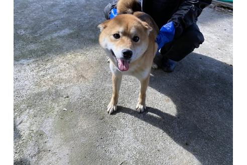 成約済の山梨県の柴犬-88745の2枚目