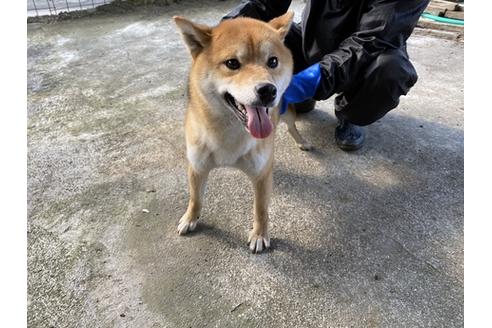 成約済の山梨県の柴犬-88745の1枚目