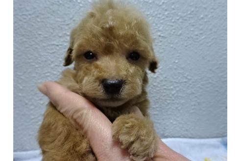 成約済の大阪府のトイプードル-88747の5枚目
