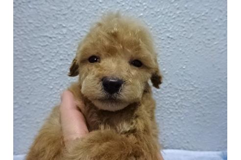 成約済の大阪府のトイプードル-88747の4枚目