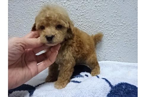 成約済の大阪府のトイプードル-88747の3枚目