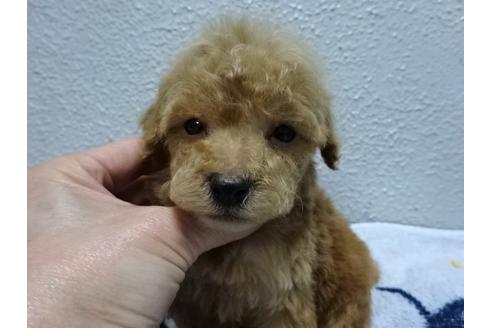 成約済の大阪府のトイプードル-88747の2枚目