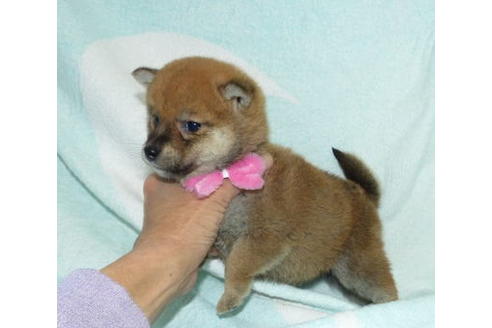 成約済の静岡県の柴犬-88759の3枚目