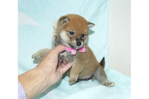 成約済の静岡県の柴犬-88759の2枚目