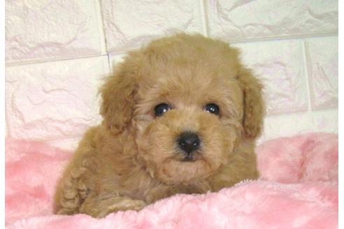 成約済の茨城県のトイプードル-88761の1枚目