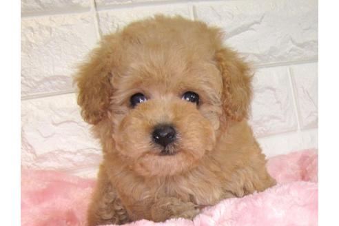 成約済の茨城県のトイプードル-88761の3枚目