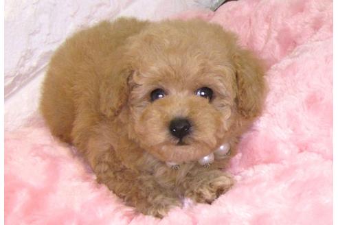 成約済の茨城県のトイプードル-88761の2枚目