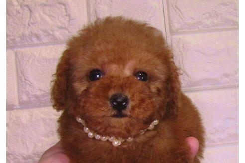 成約済の茨城県のトイプードル-88763の1枚目