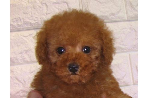 成約済の茨城県のトイプードル-88763の3枚目