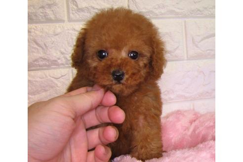 成約済の茨城県のトイプードル-88763の2枚目