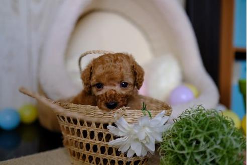 成約済の滋賀県のトイプードル-88815の4枚目