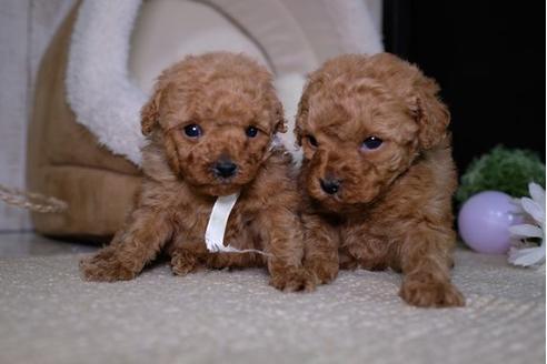 成約済の滋賀県のトイプードル-88815の3枚目