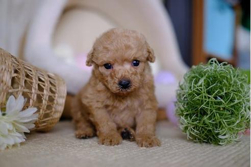 成約済の滋賀県のトイプードル-88816の5枚目