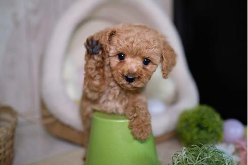 成約済の滋賀県のトイプードル-87827の1枚目