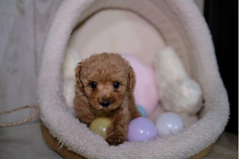 成約済の滋賀県のトイプードル-87827の4枚目