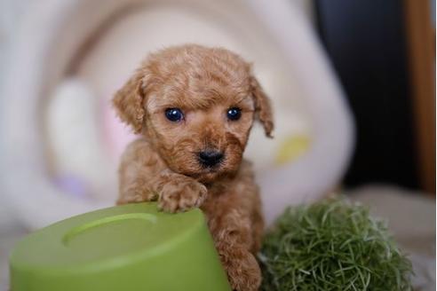 成約済の滋賀県のトイプードル-87827の3枚目