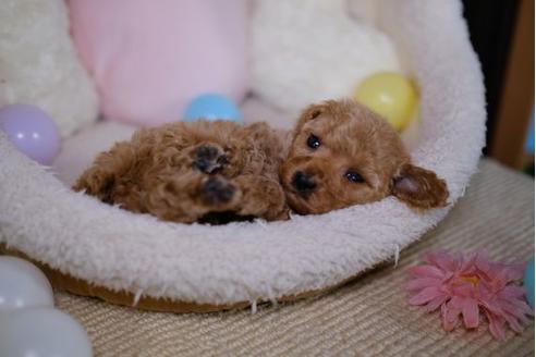 成約済の滋賀県のトイプードル-87827の2枚目