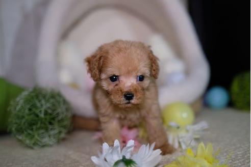 成約済の滋賀県のトイプードル-87828の1枚目