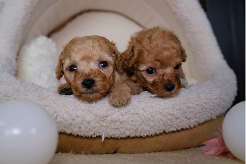 成約済の滋賀県のトイプードル-87828の4枚目