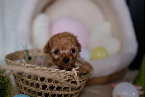 成約済の滋賀県のトイプードル-87828の3枚目