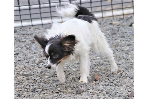 成約済の栃木県のパピヨン-79260の7枚目