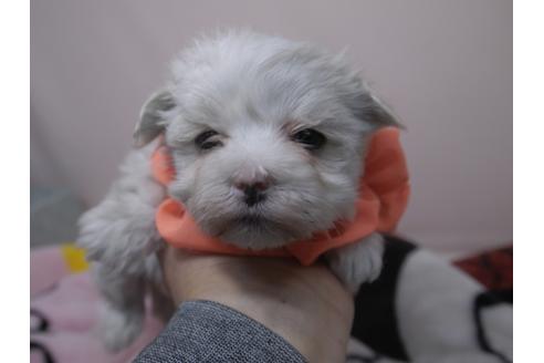 成約済の埼玉県のマルチーズ-88529の10枚目