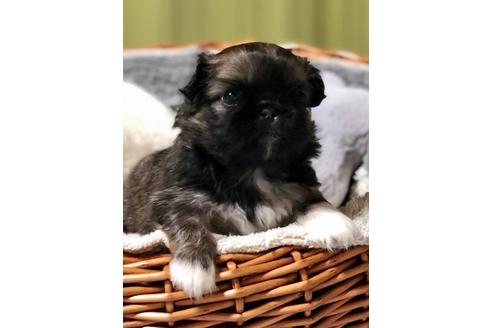 成約済の埼玉県のペキニーズ-88860の1枚目