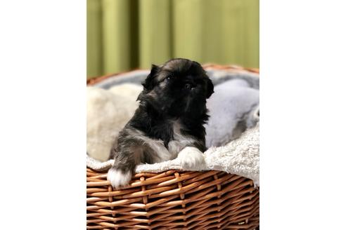 成約済の埼玉県のペキニーズ-88860の5枚目