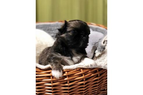 成約済の埼玉県のペキニーズ-88860の2枚目