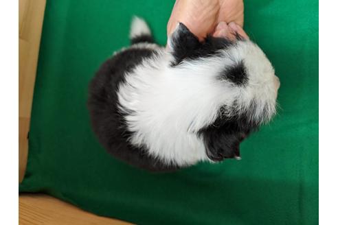 成約済の愛知県のボーダーコリー-88899の3枚目