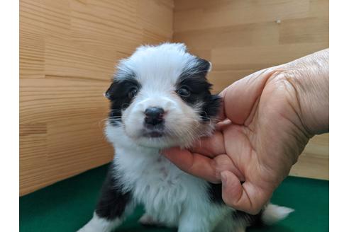 成約済の愛知県のボーダーコリー-88899の1枚目