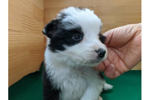 成約済の愛知県のボーダーコリー-88899の2枚目