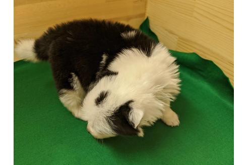 成約済の愛知県のボーダーコリー-88900の3枚目