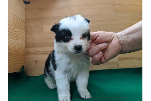 成約済の愛知県のボーダーコリー-88900の1枚目