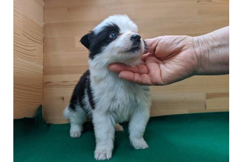 成約済の愛知県のボーダーコリー-88900の2枚目