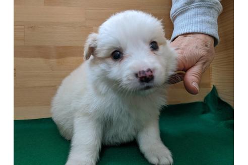 成約済の愛知県のボーダーコリー-88901の1枚目