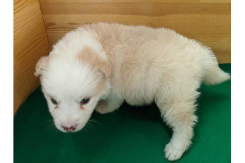 成約済の愛知県のボーダーコリー-88901の3枚目