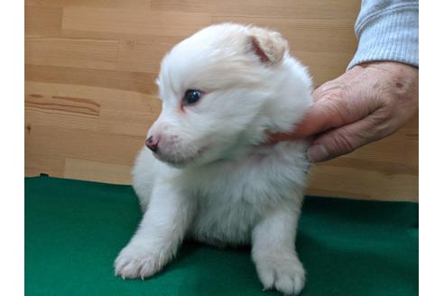 成約済の愛知県のボーダーコリー-88901の2枚目