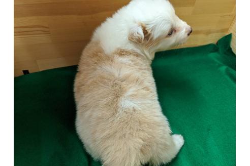 成約済の愛知県のボーダーコリー-88902の2枚目