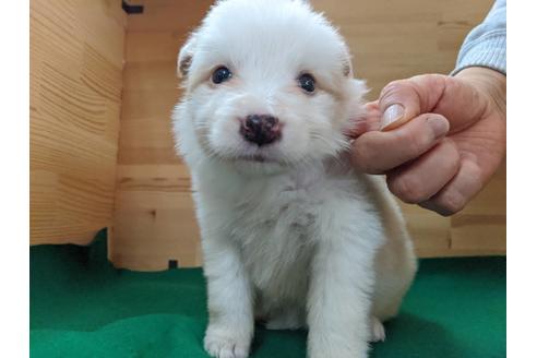 成約済の愛知県のボーダーコリー-88902の1枚目