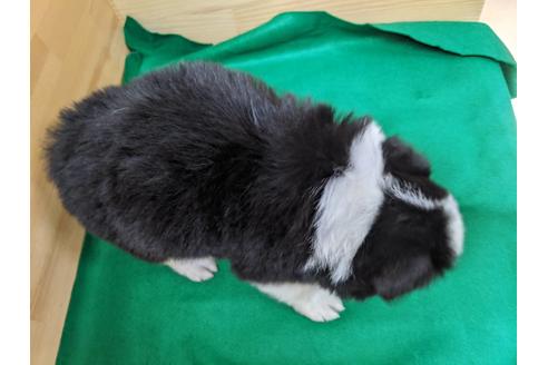 成約済の愛知県のボーダーコリー-88904の2枚目