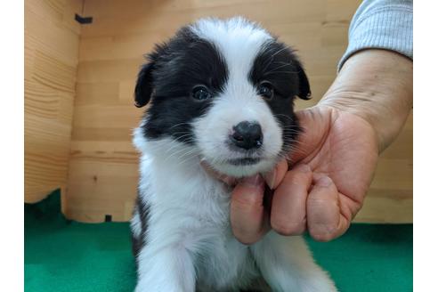 成約済の愛知県のボーダーコリー-88905