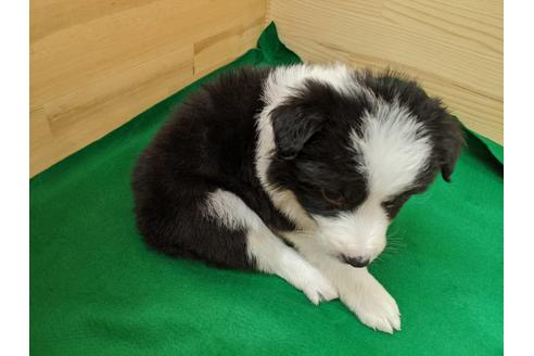 成約済の愛知県のボーダーコリー-88905の2枚目