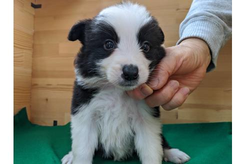 成約済の愛知県のボーダーコリー-88906の1枚目